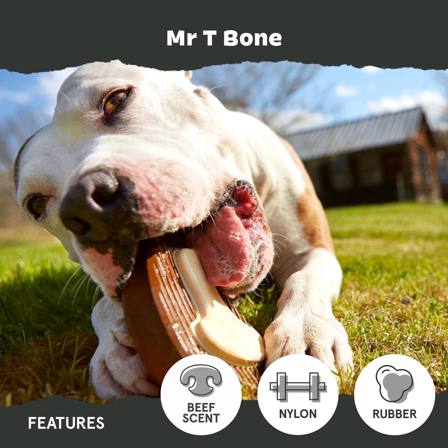 Mr T Bone