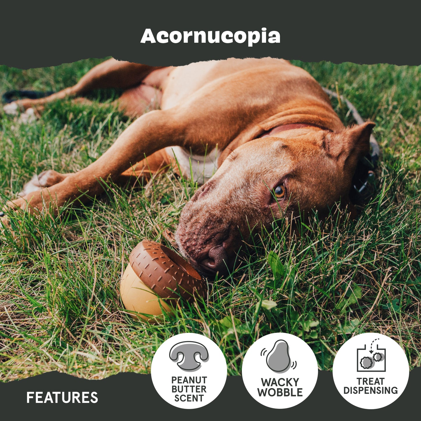 Acornucopia - Large