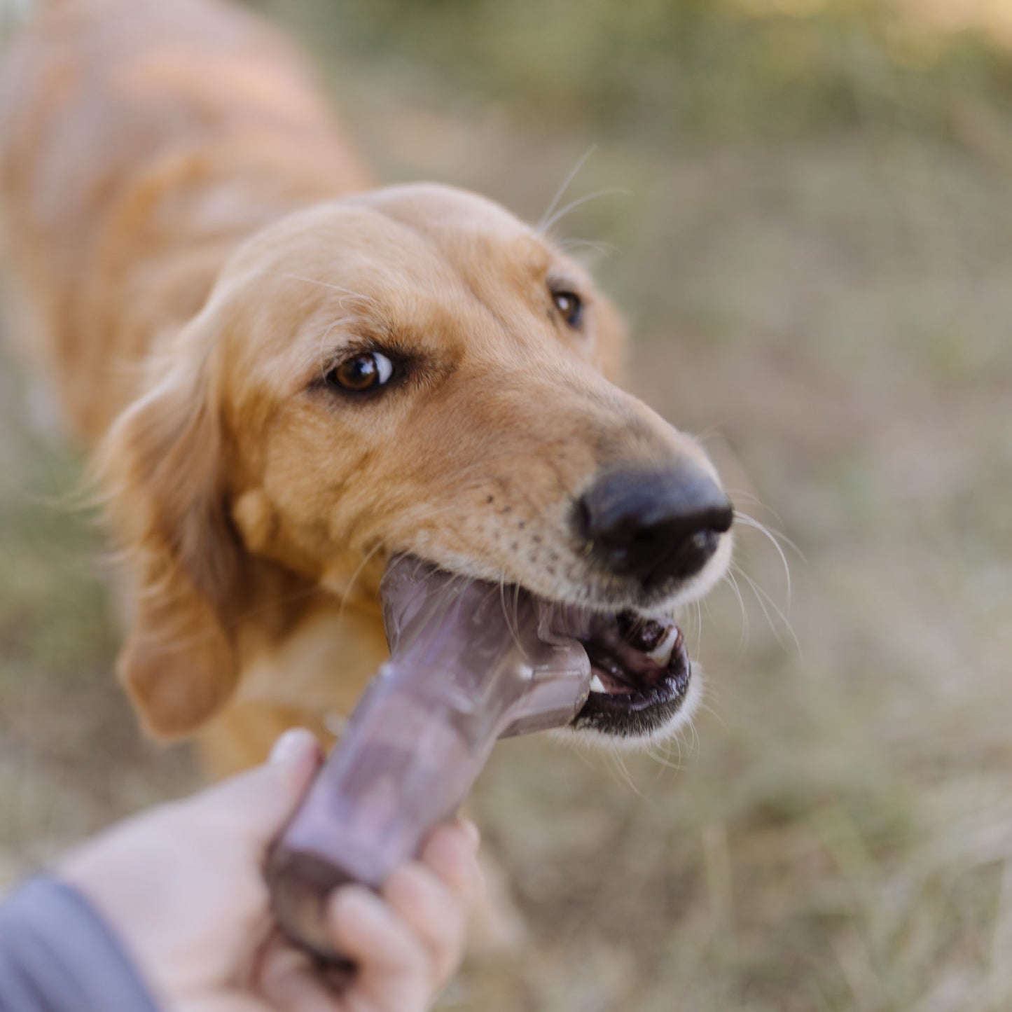 Fall Fetch Stick