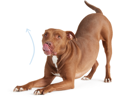 Barkbox uk best sale