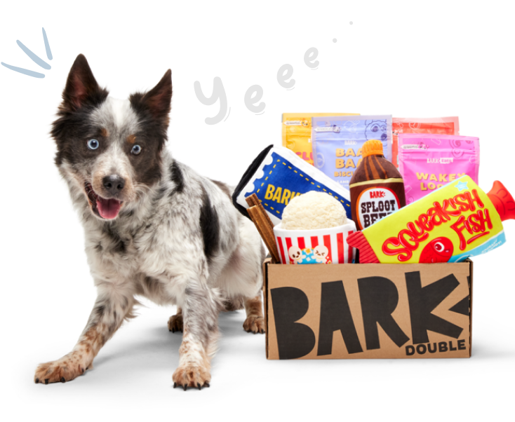 Contact BARK UK contact-bark-uk