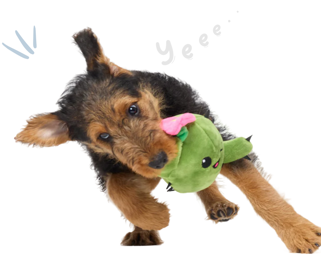 Contact BARK UK contact-bark-uk